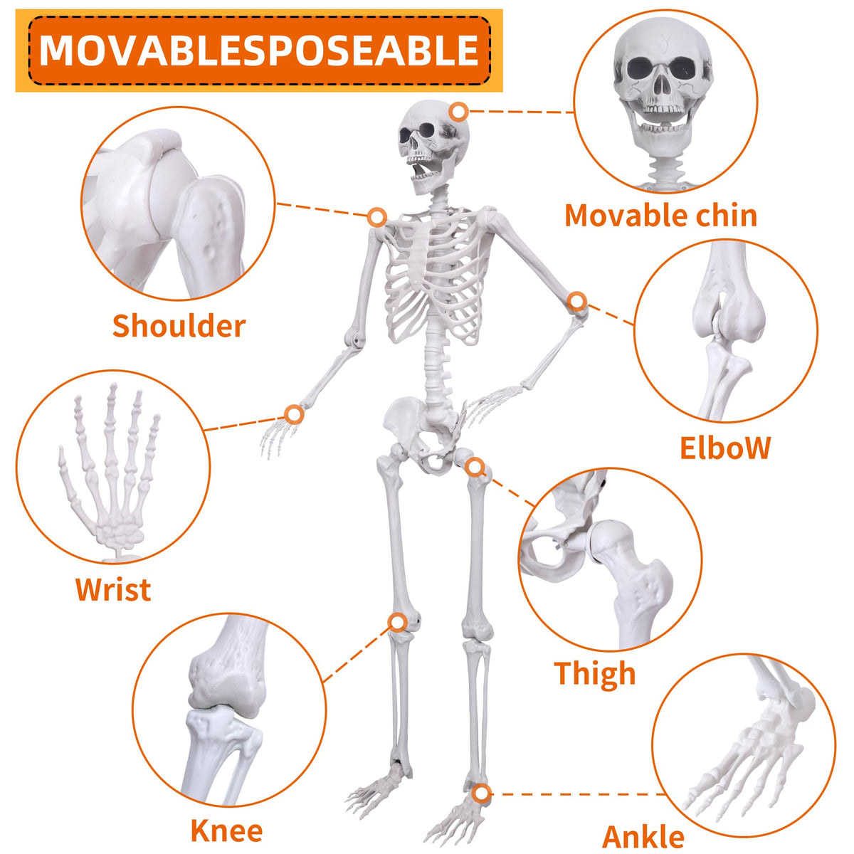 5.4ft Posable Full Body Skeleton E938331