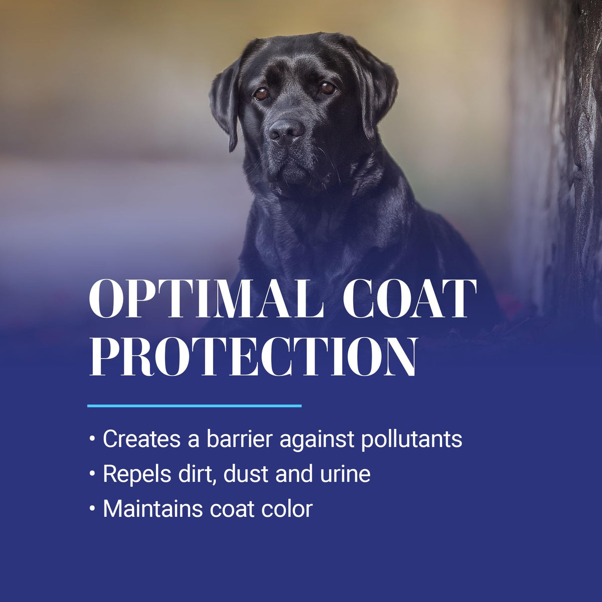 13.2 Oz Dog Dematting Conditioning Spray Y62772